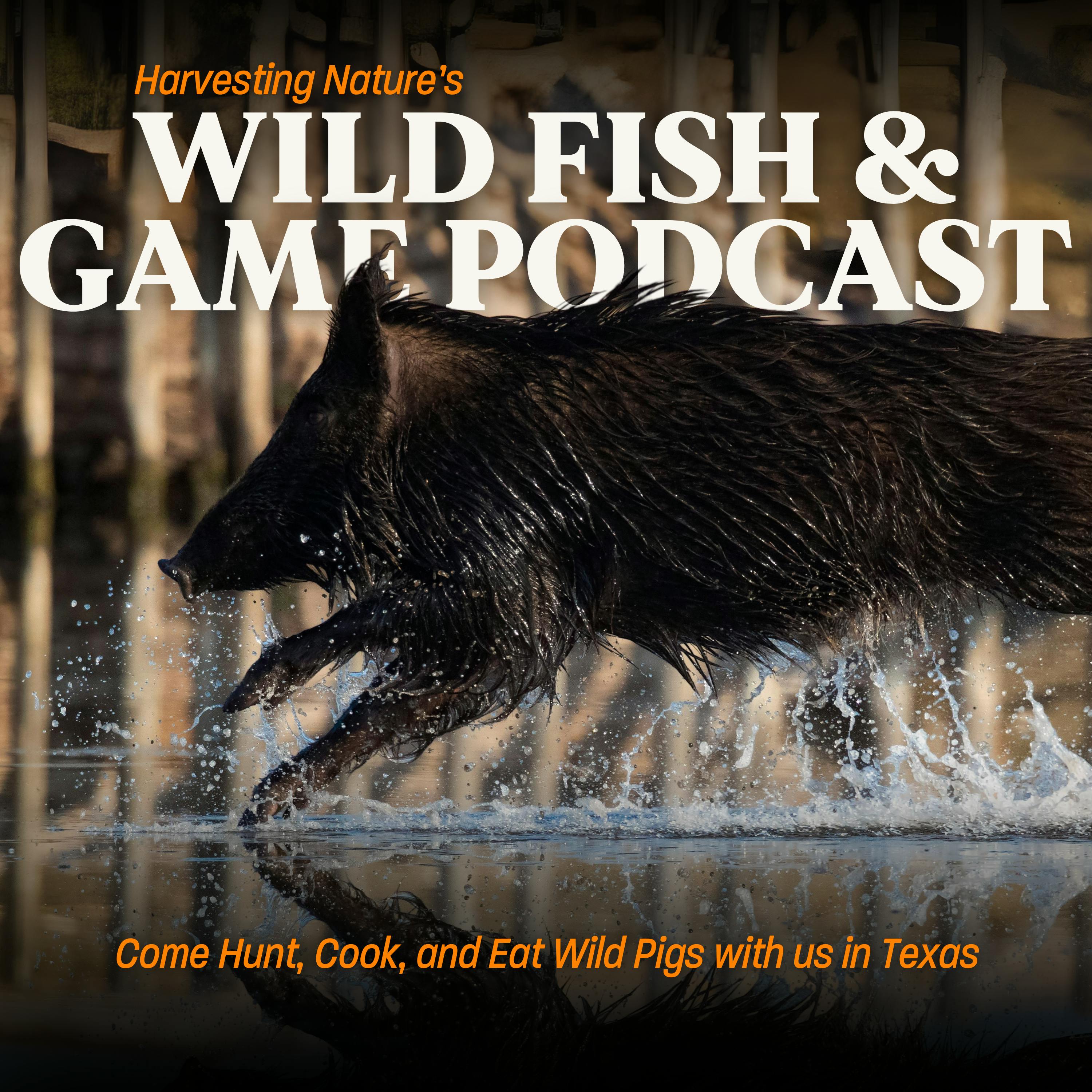 Episode 187: Come Hunt, Cook, and Eat Wild Pigs with us in Texas