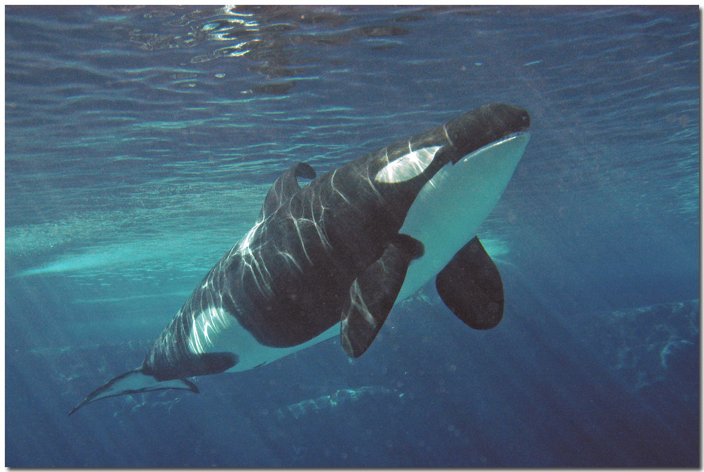 Episode 327: Orcas are Champions Part I