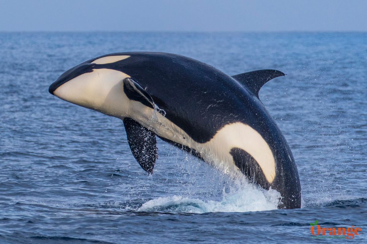 Episode 328: Orcas are Champions Part II