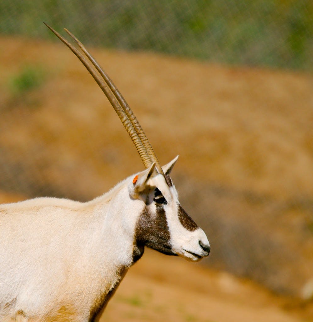 Episode 331: Arabian Oryx Back from the Brink