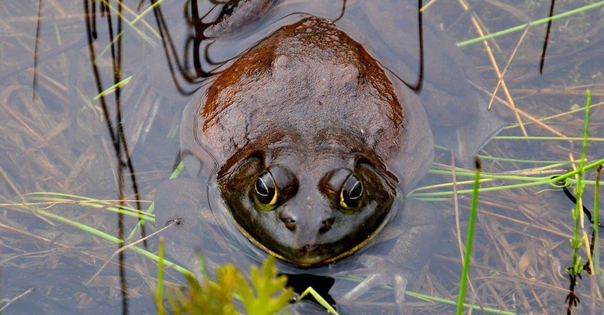 Episode 335: The Giant Goliath Frog