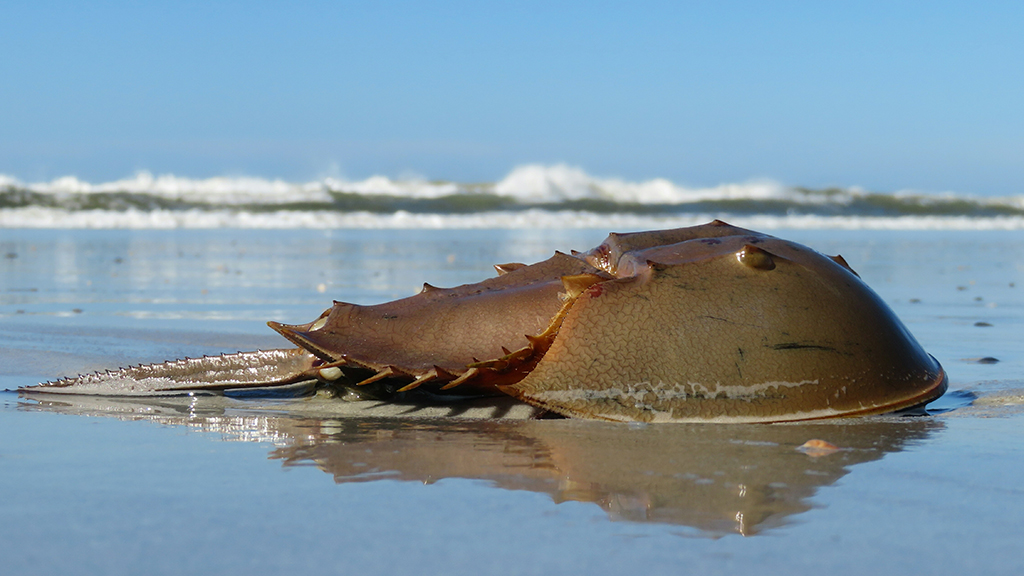 Episode 336: Ancient Horseshoe Crabs