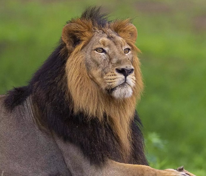 Episode 339: Asiatic Lions Surviving