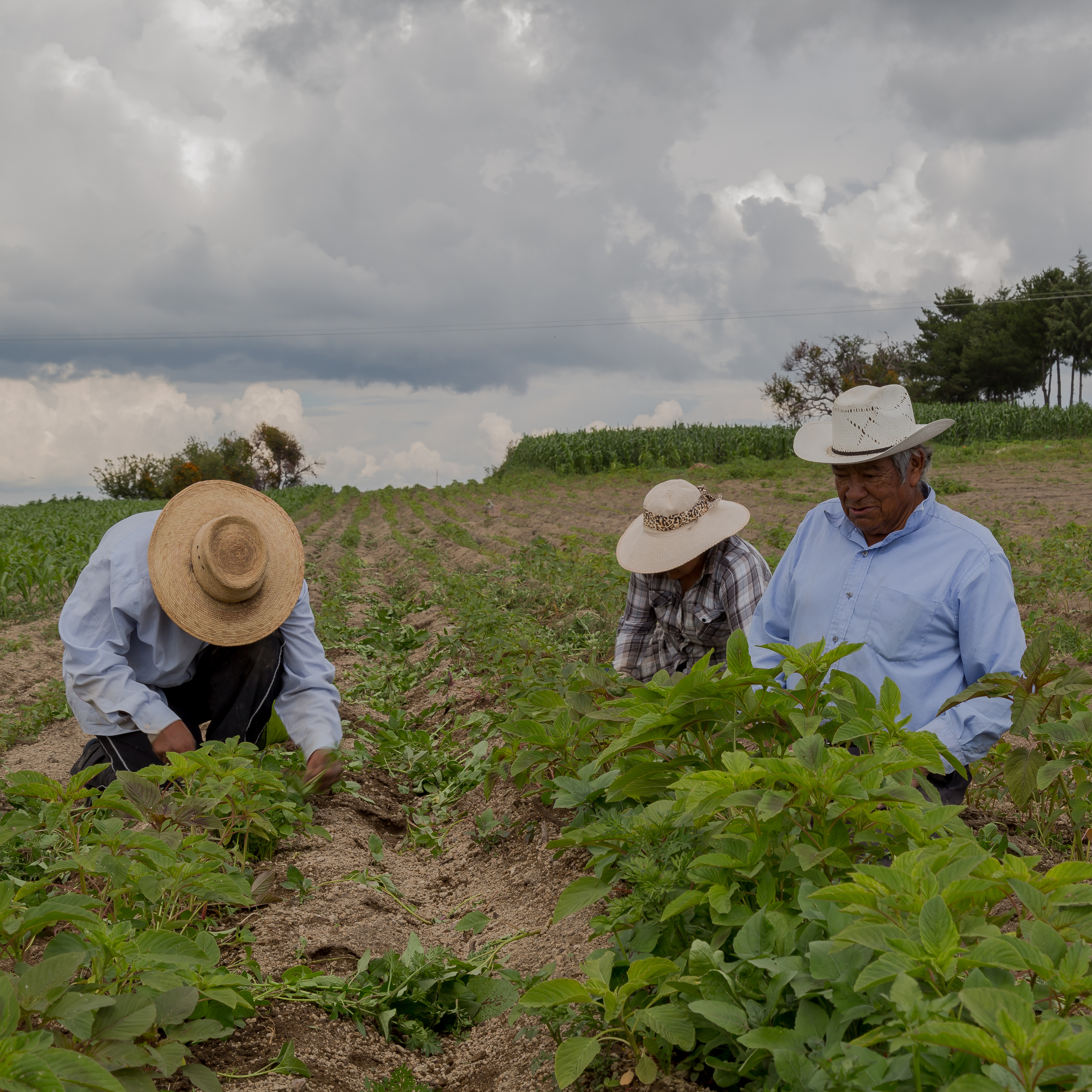 Tribe of the New Flame: The Agroecology Revolution