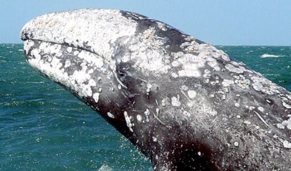 Episode 343: Gritty Gray Whales
