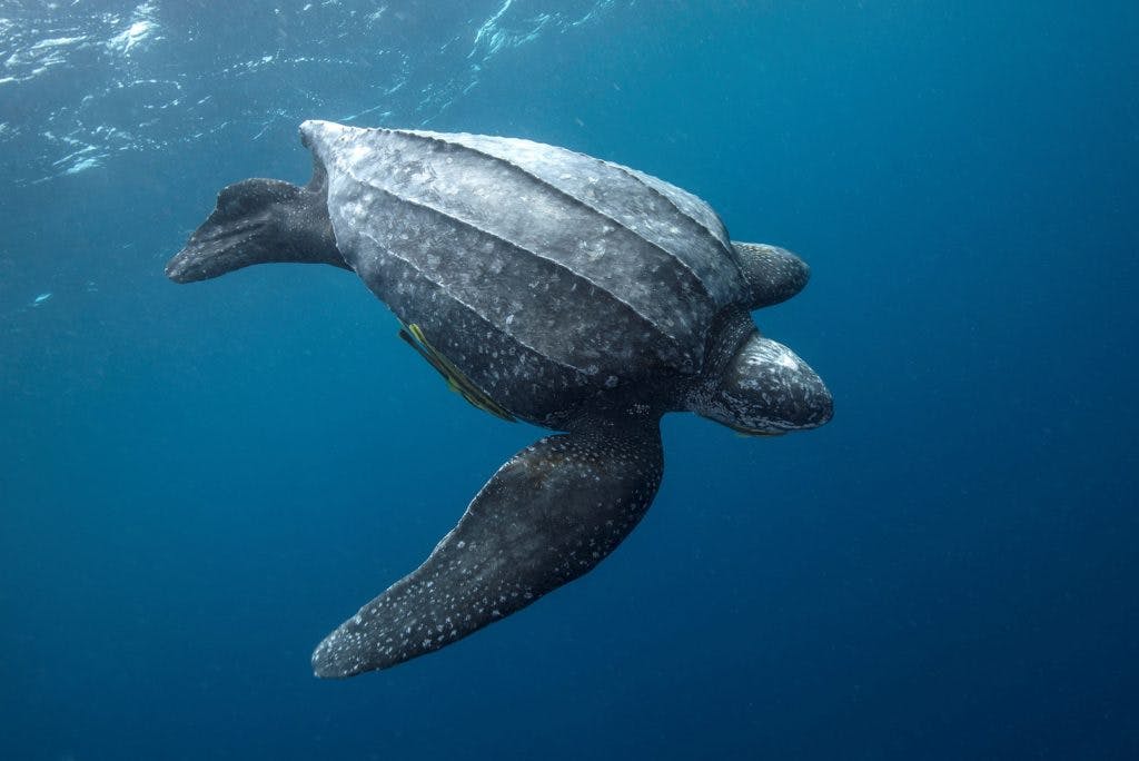 Episode 345: Leatherback Sea Turtles Encore
