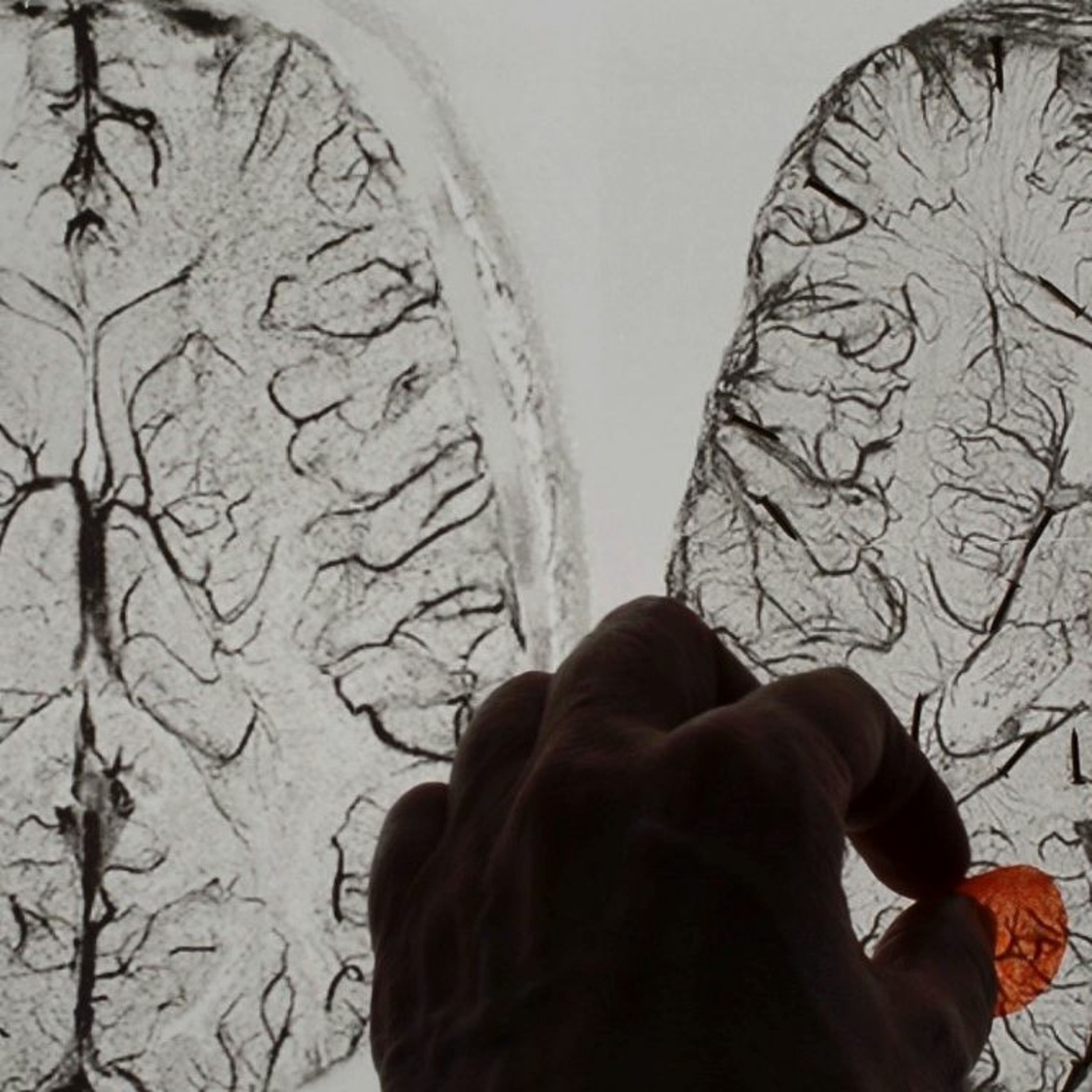 Entrevistas Especulativas