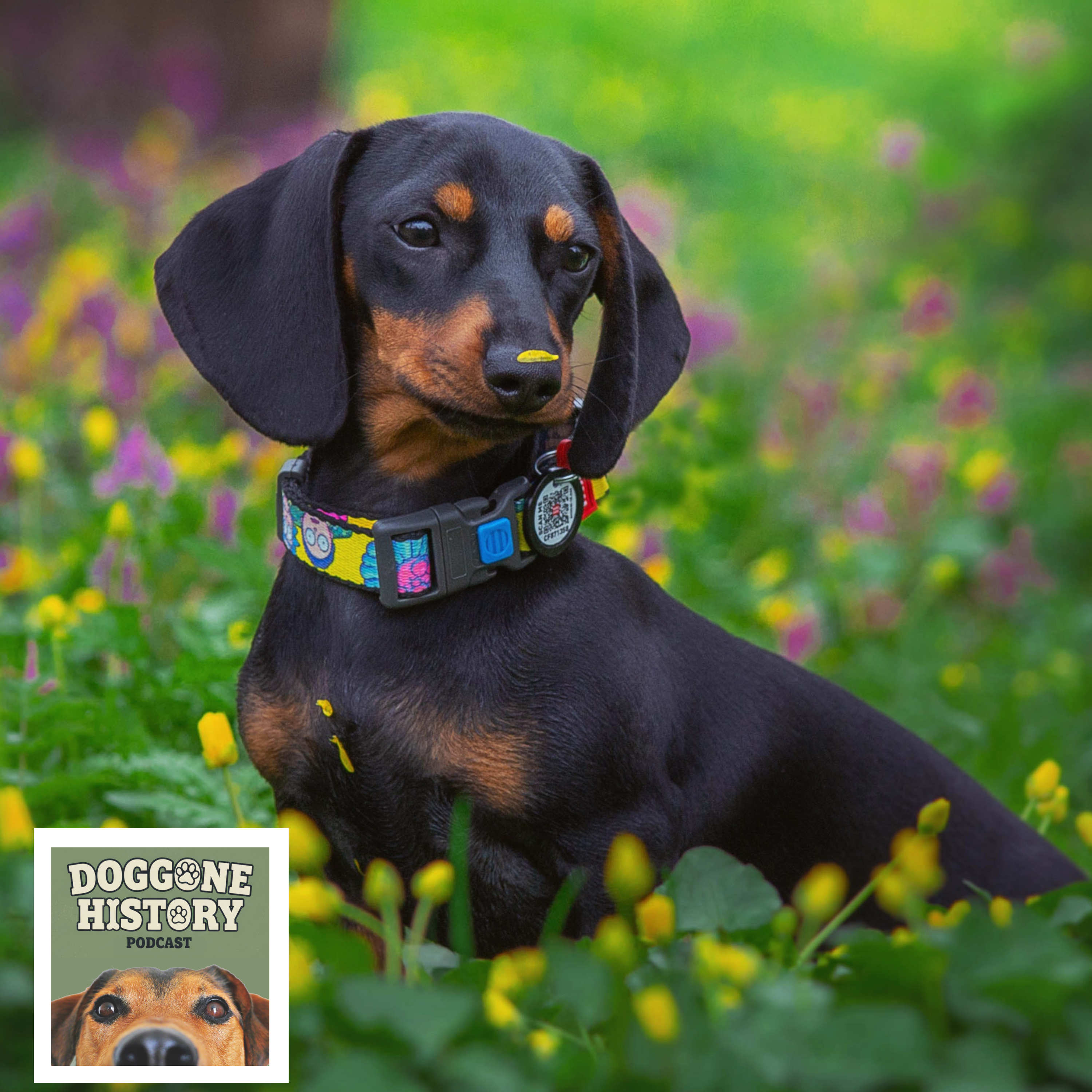 Dachshunds: The Badger Dogs episode artwork