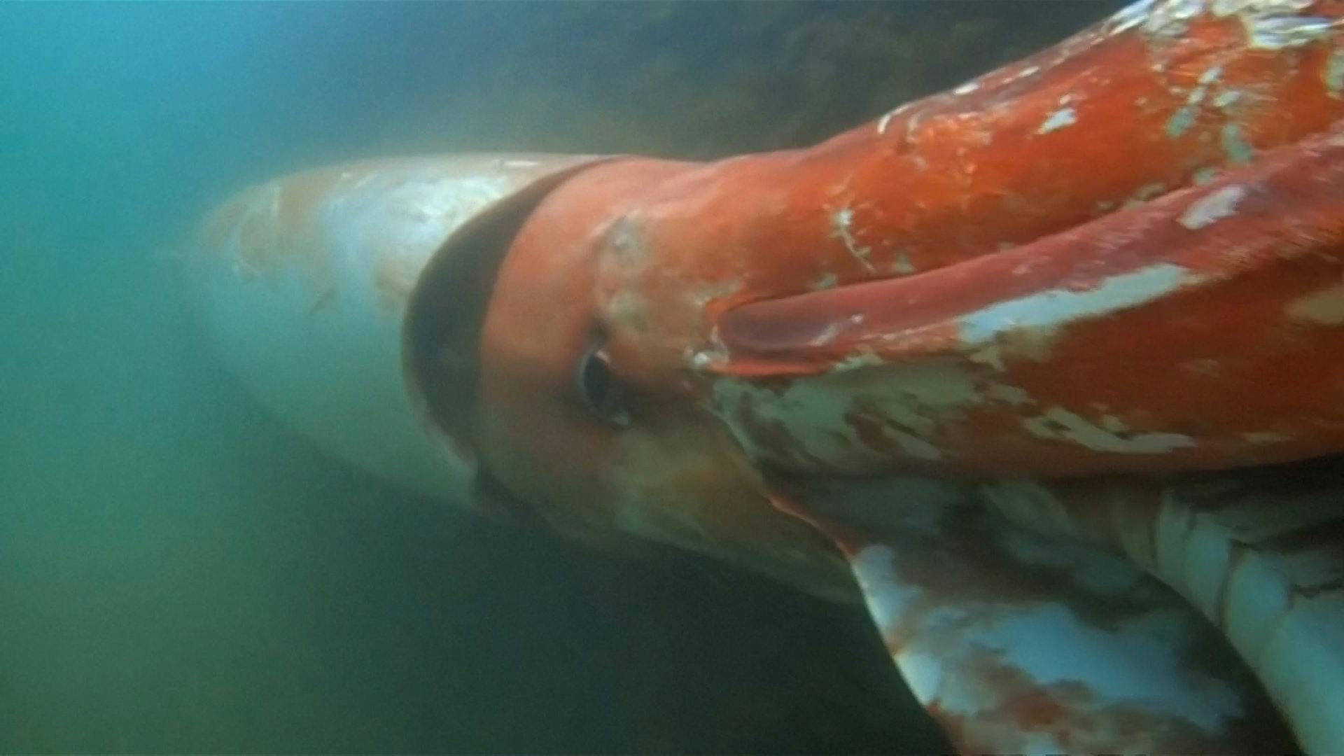 Episode 346: A Colossal and Giant Squid Podcast