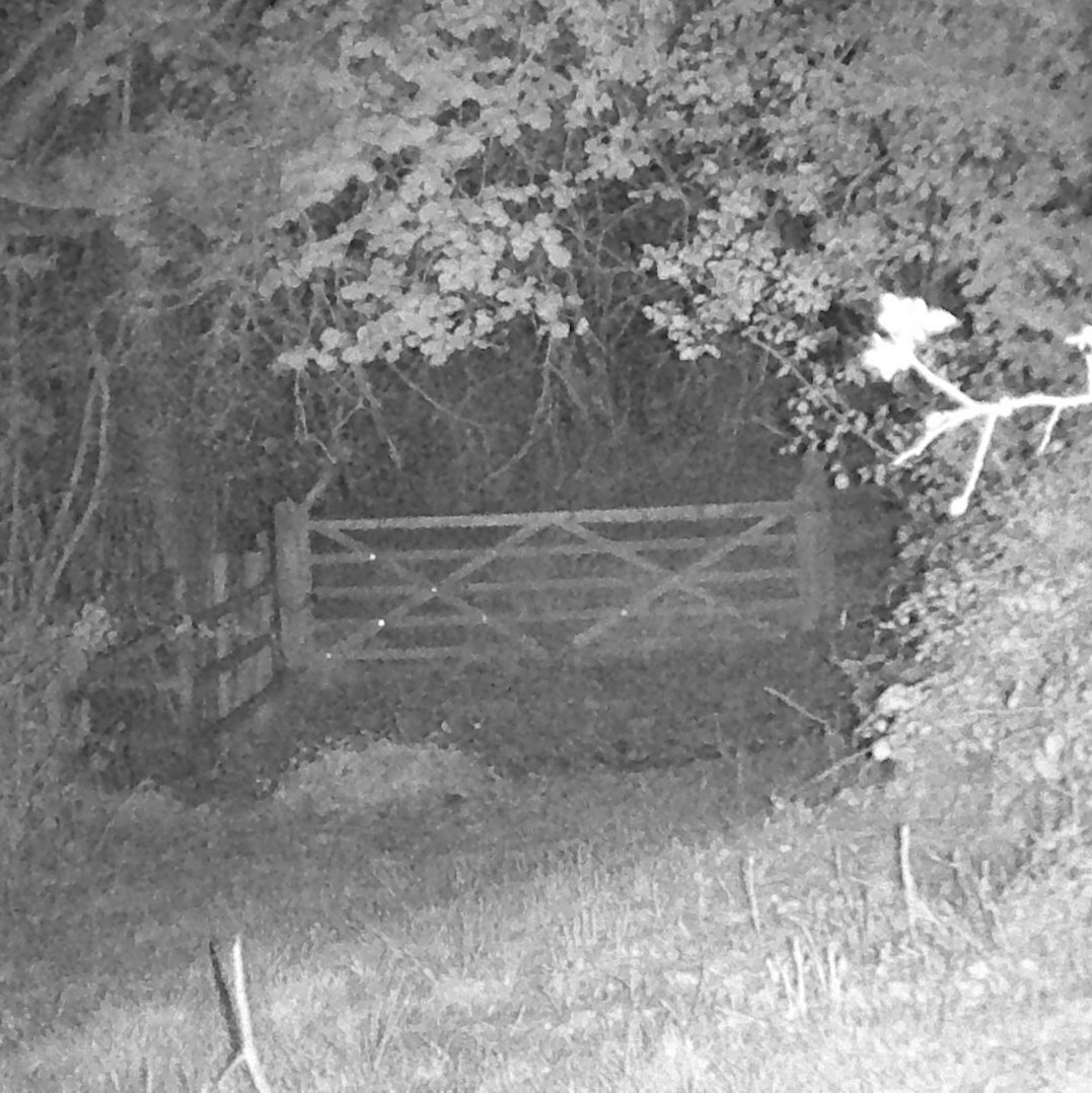 221: Experience a night walk in an ancient woodland in a forgotten corner of Gloucestershire