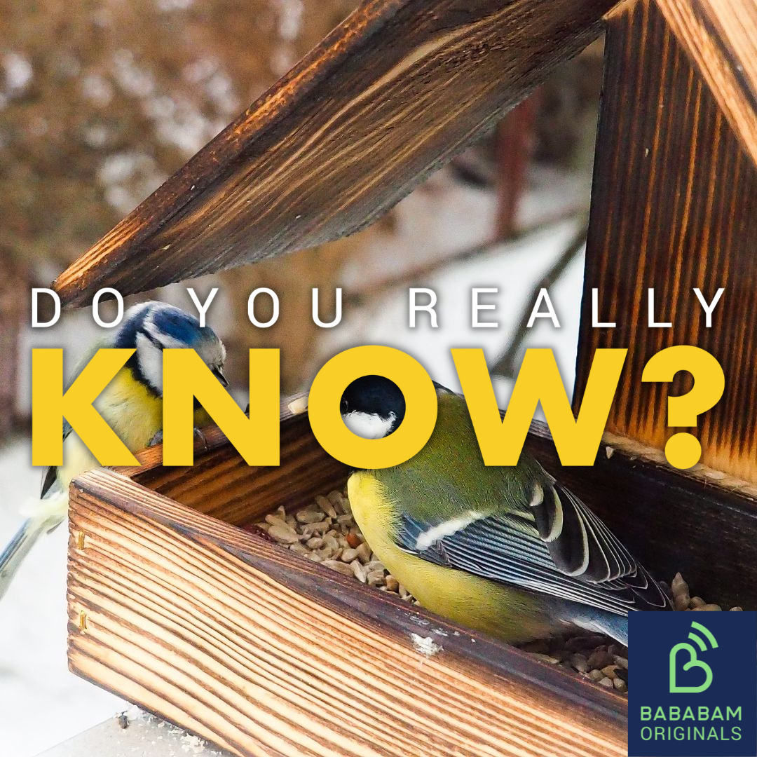 Is feeding birds in your garden a bad idea?