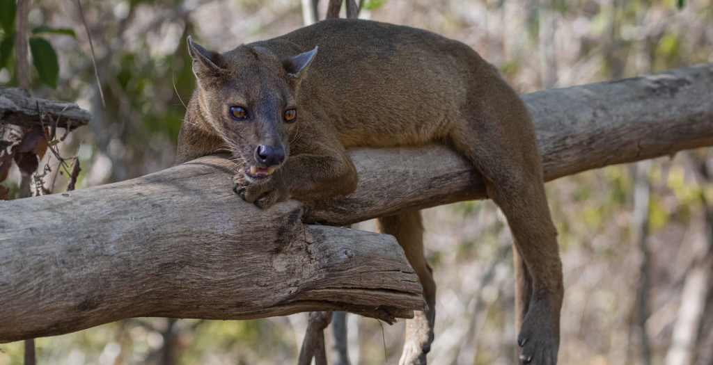 Episode 350: Fossa Conservation w/Brittany Behler