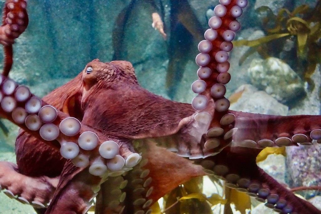 Episode 352: Giant Pacific Octopus Astounds