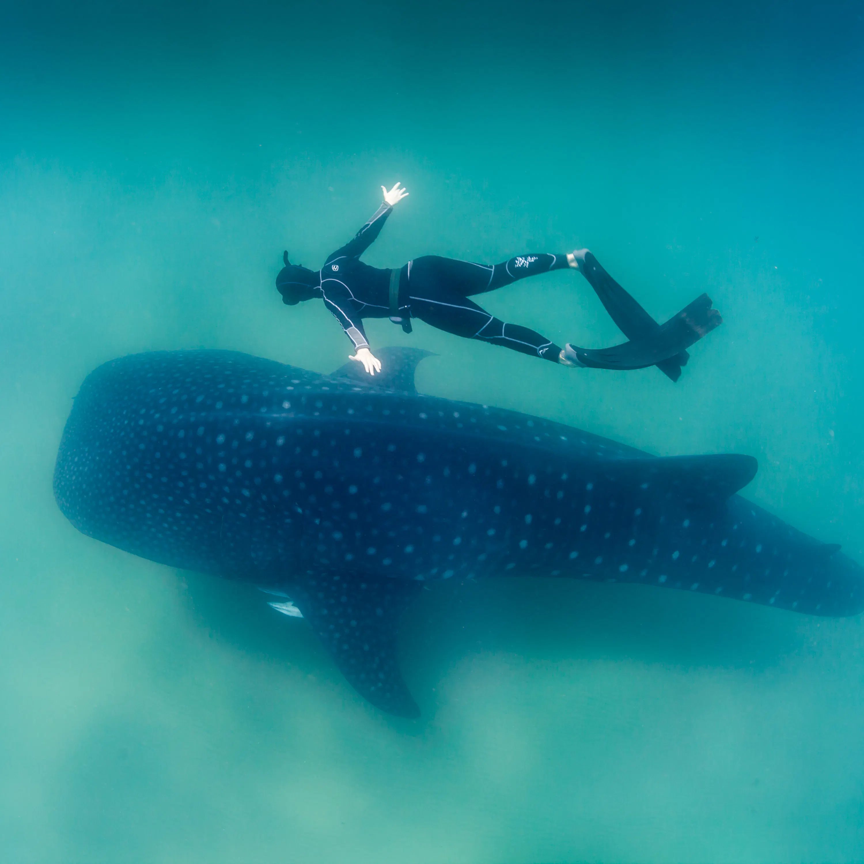 Qu'est-ce que le biomimétisme ?