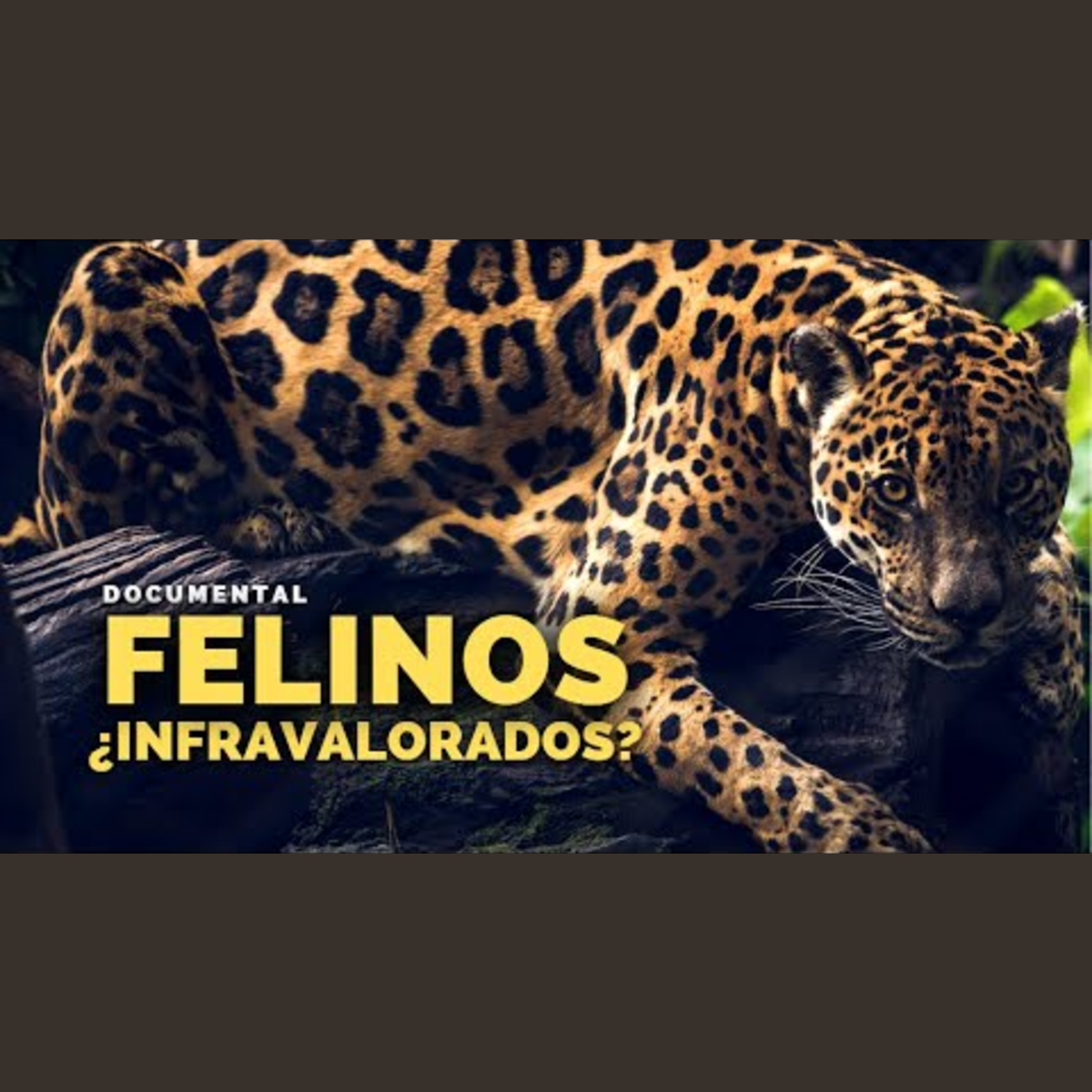 Animalogic En Español