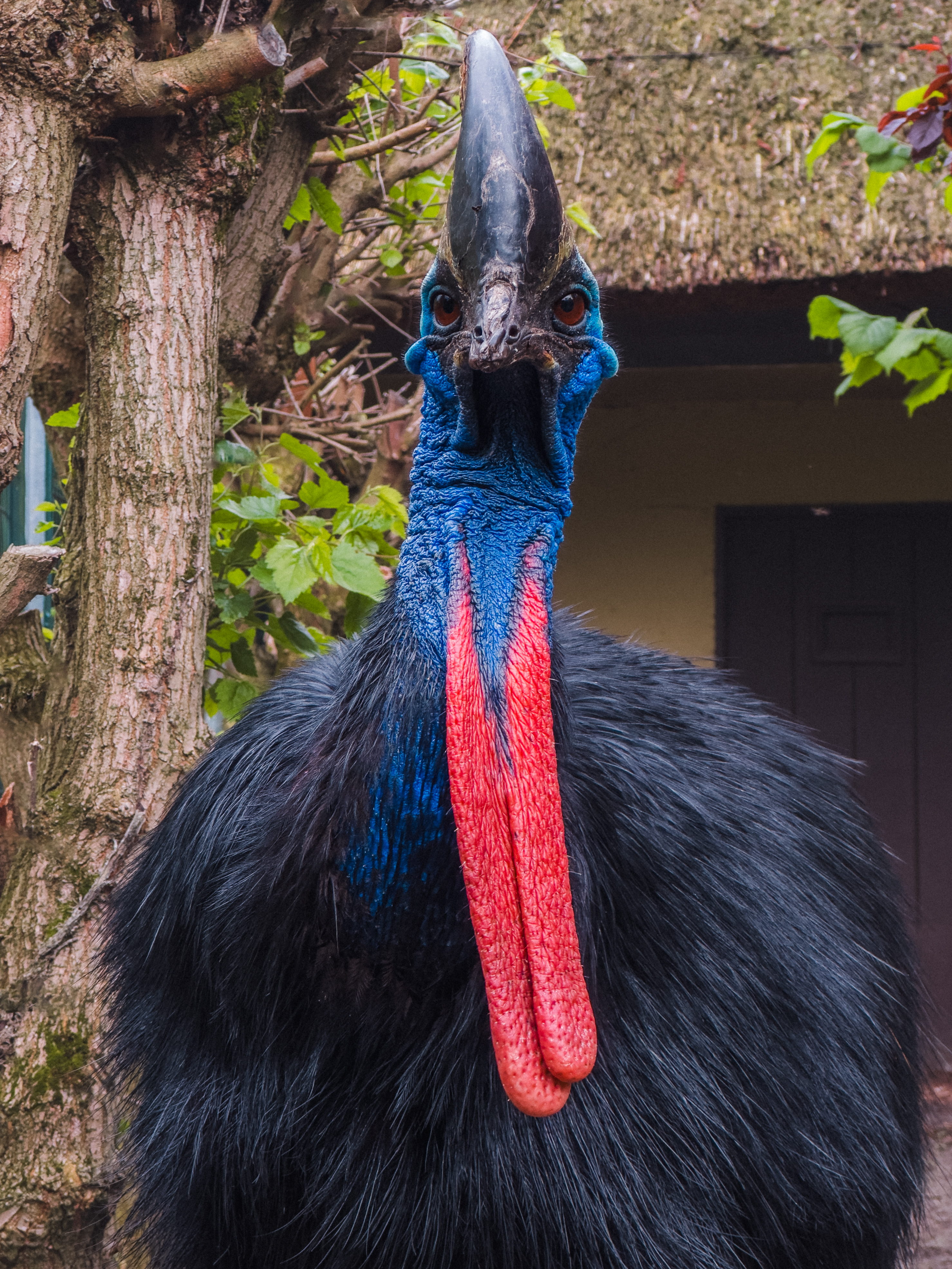 Episode 355: Special Announcement w/Cassowaries Are The Coolest Dads