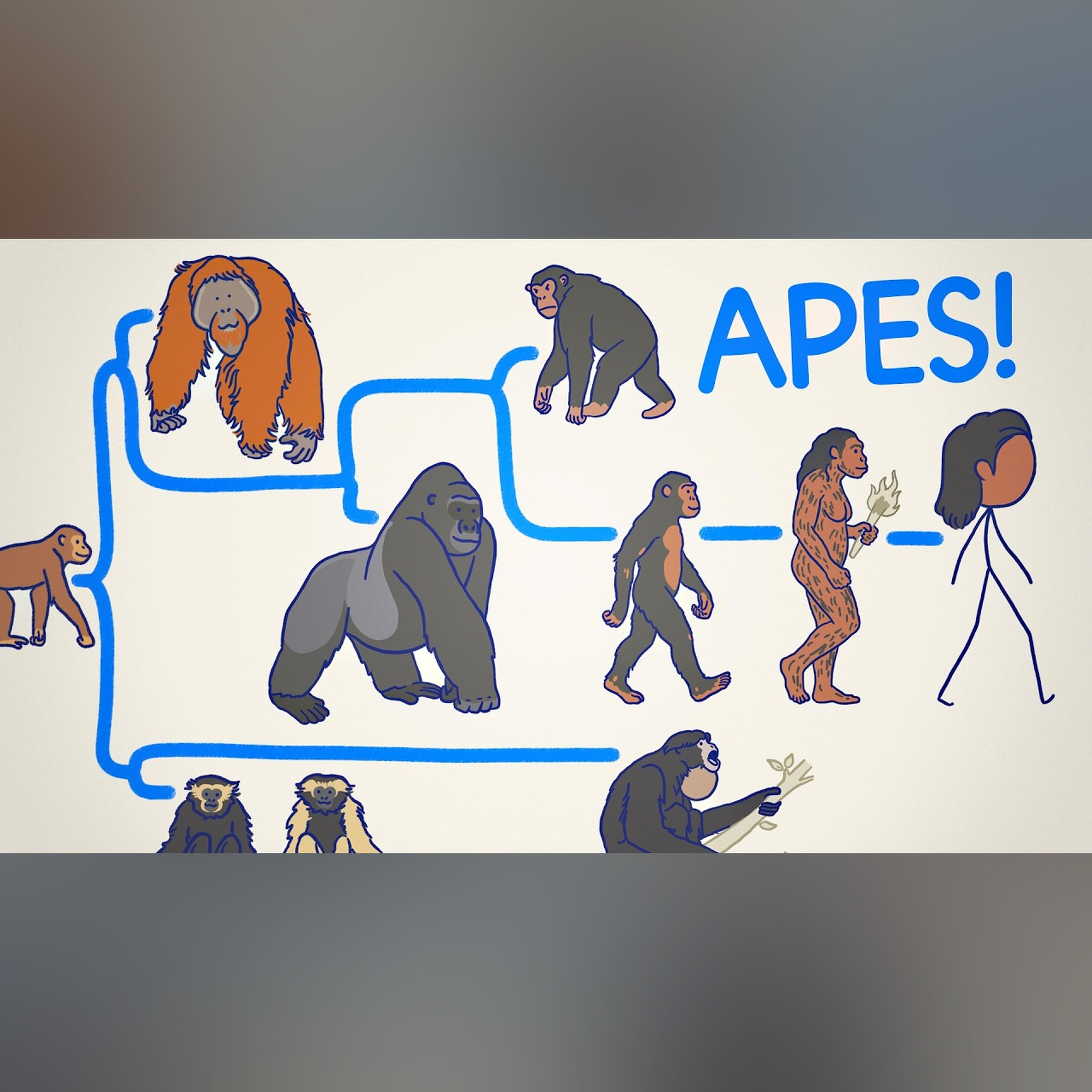 ALL THE APES, EXPLAINED 🦍🦧🚶‍♂️‍➡️ episode artwork