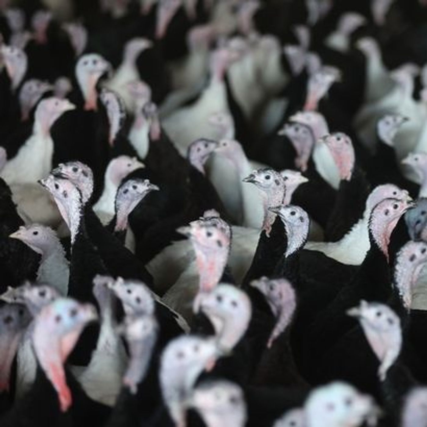 How the 'worst-ever outbreak of bird flu' could hit the North's farms and dinner tables | Northern Power Women: accelerating gender equality episode artwork