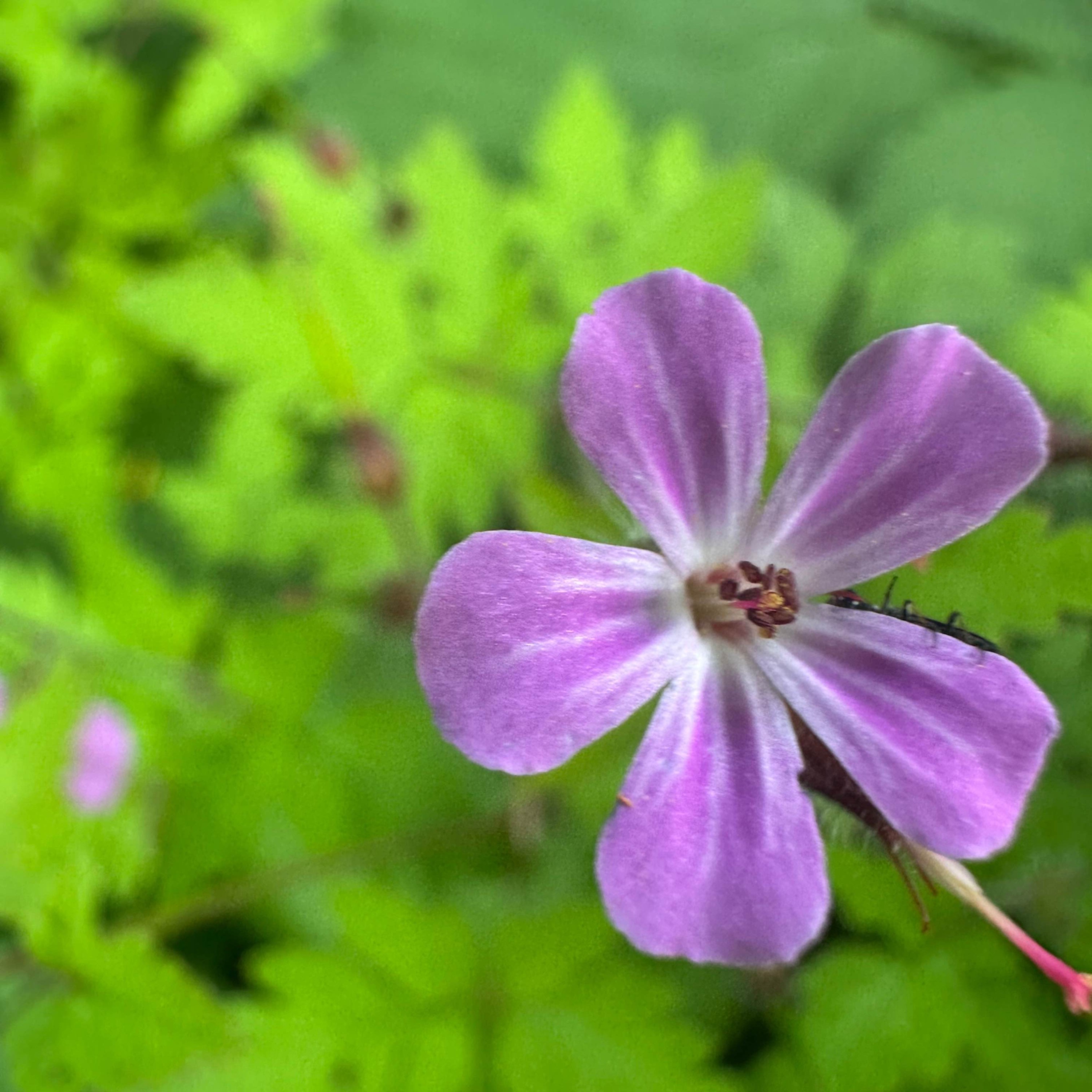 Abstract Poetry in its 1st season talking about LOVE