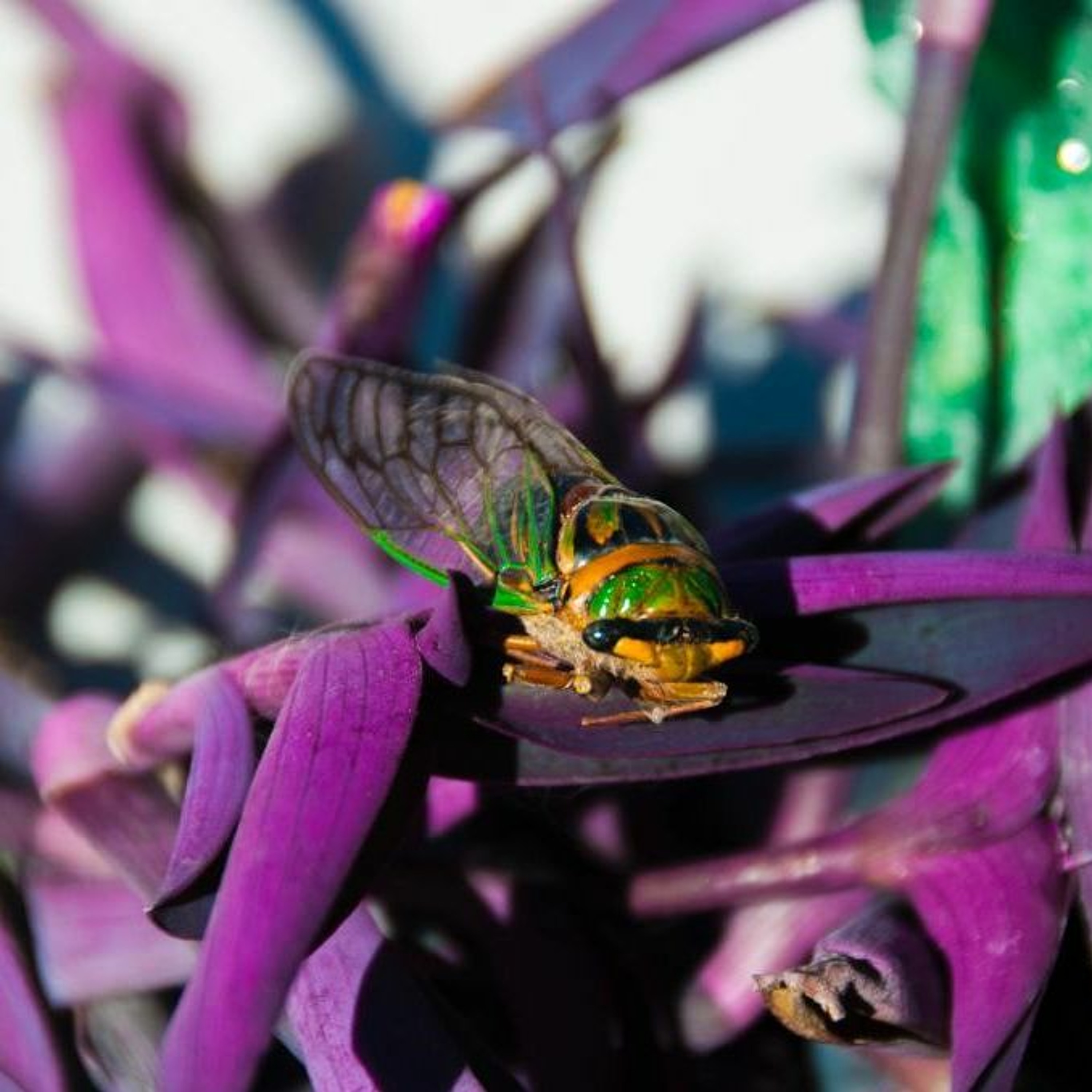 Entrevistas Especulativas