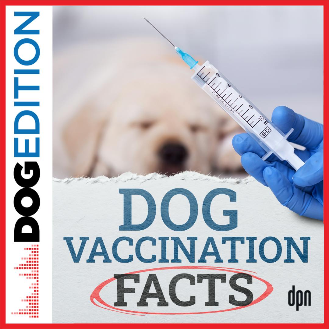 Dog Vaccination Facts | Dog Edition #85 Dog Vaccination Facts | Dog Edition #85