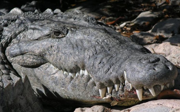 Episode 365: Sizing Up the Saltwater Crocodile
