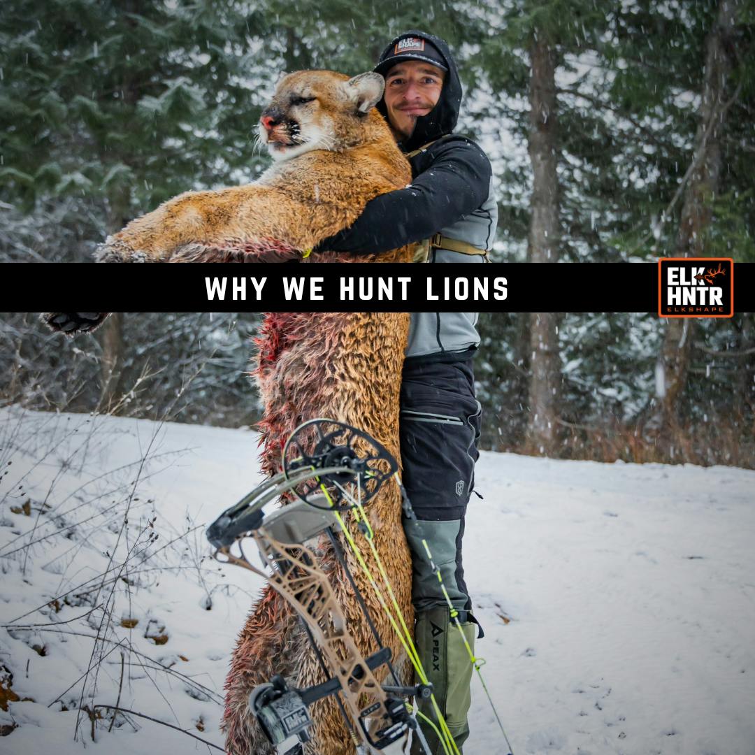 Why We Hunt Mountain Lions