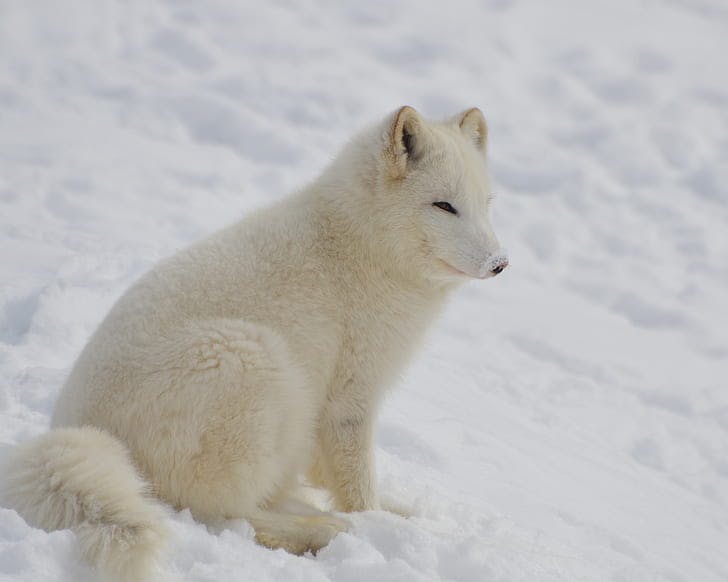 Adorable Arctic Foxes