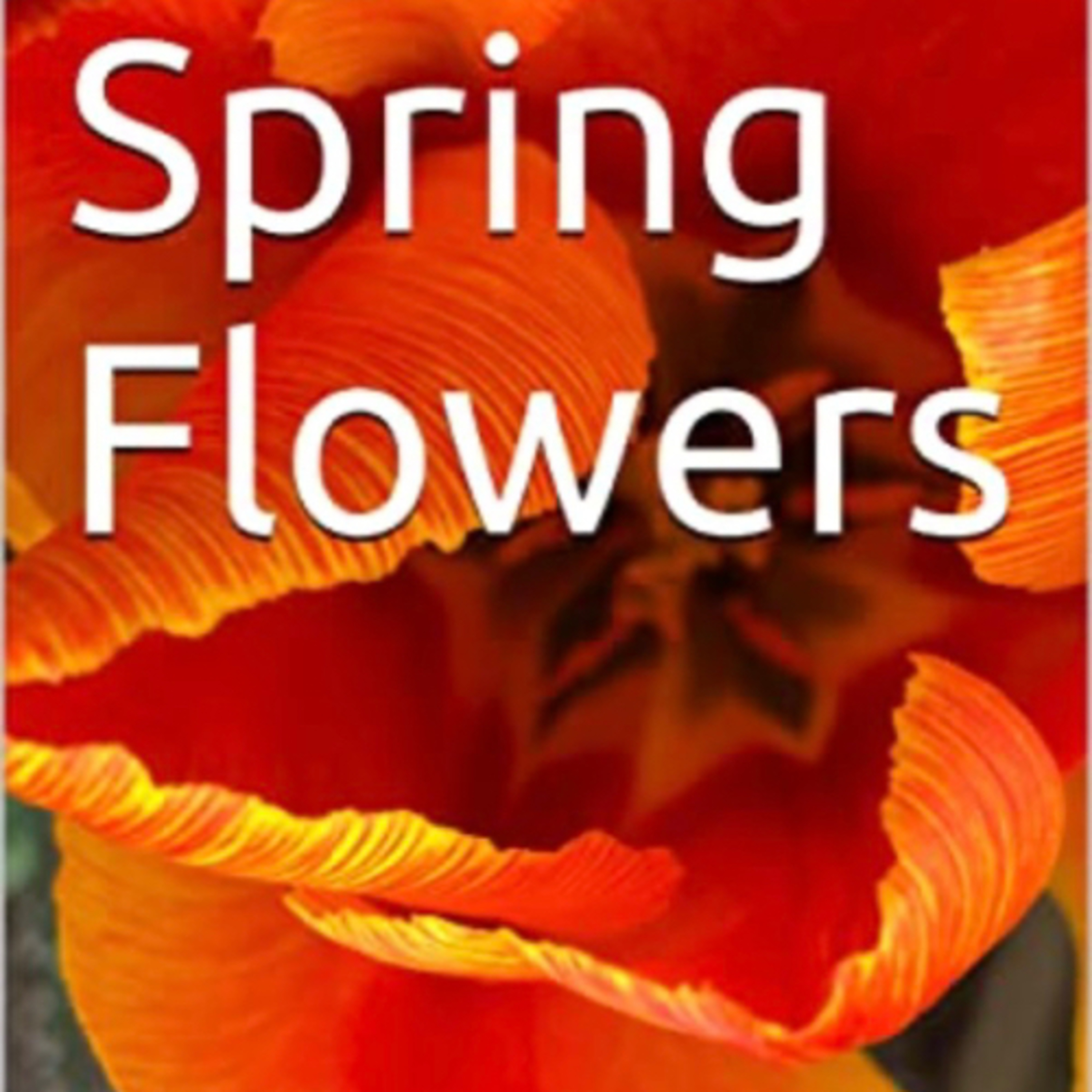 Spring Flowers Volume 19 Tulip by Daniel Lucas