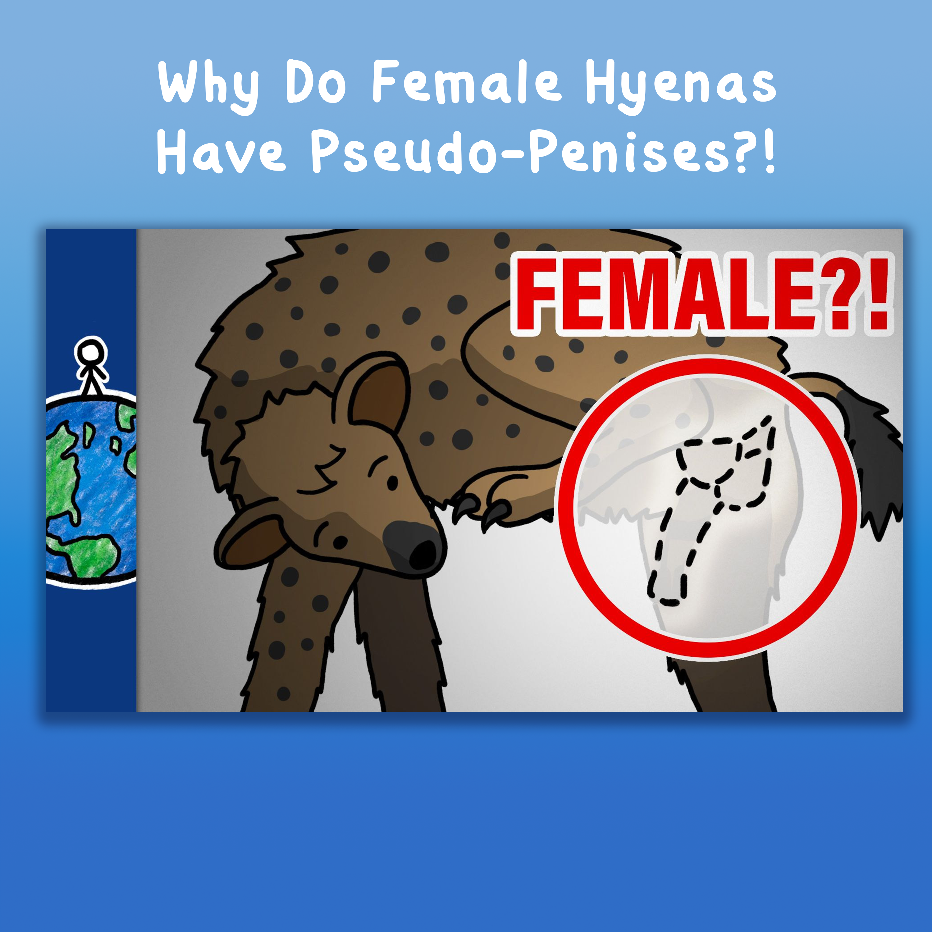 Why Do Female Hyenas Have Pseudo-Penises?!