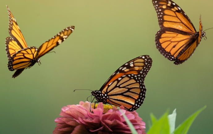 Mysteries of the Monarch Butterfly