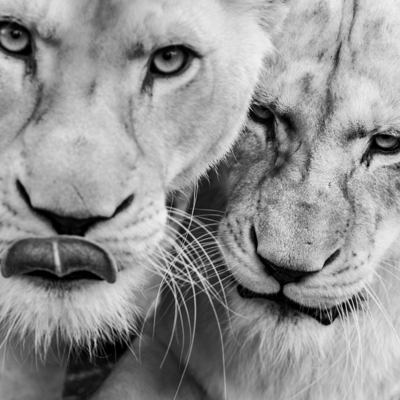 Episode 142 The Lions of Tsavo The story of the Man Eaters episode artwork