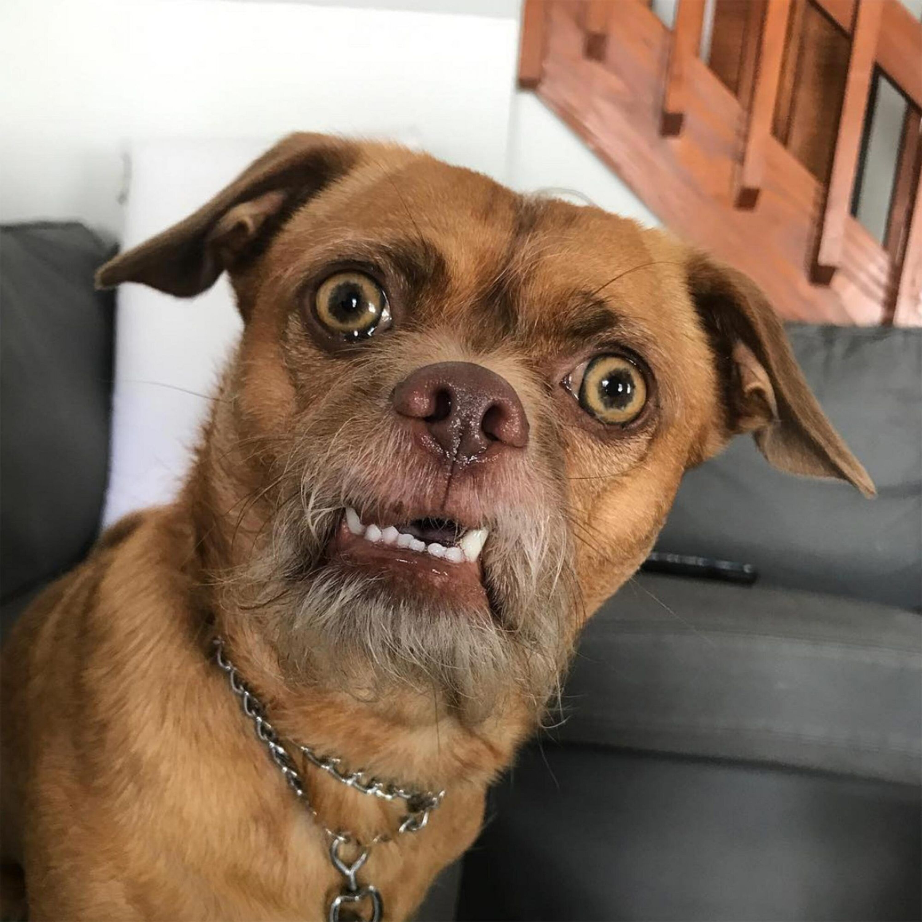 Don't Let Your Pet See You Naked