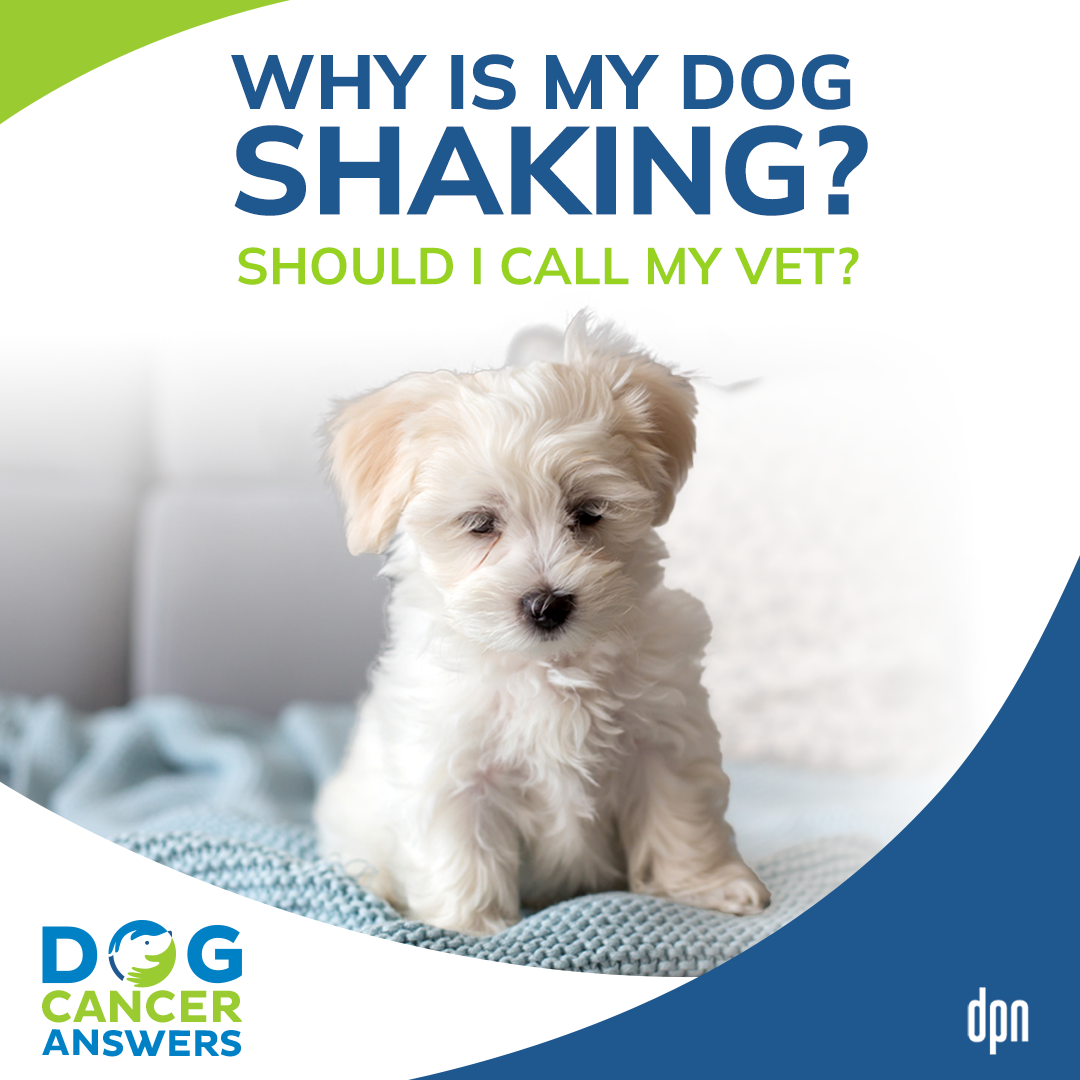 Why Is My Dog Shaking? Should I Call My Vet? | Dr. Nancy Reese #146