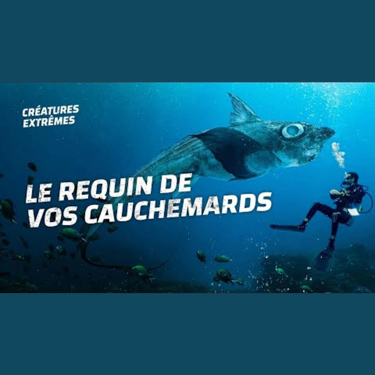 Voici le requin fantôme Voici le requin fantôme