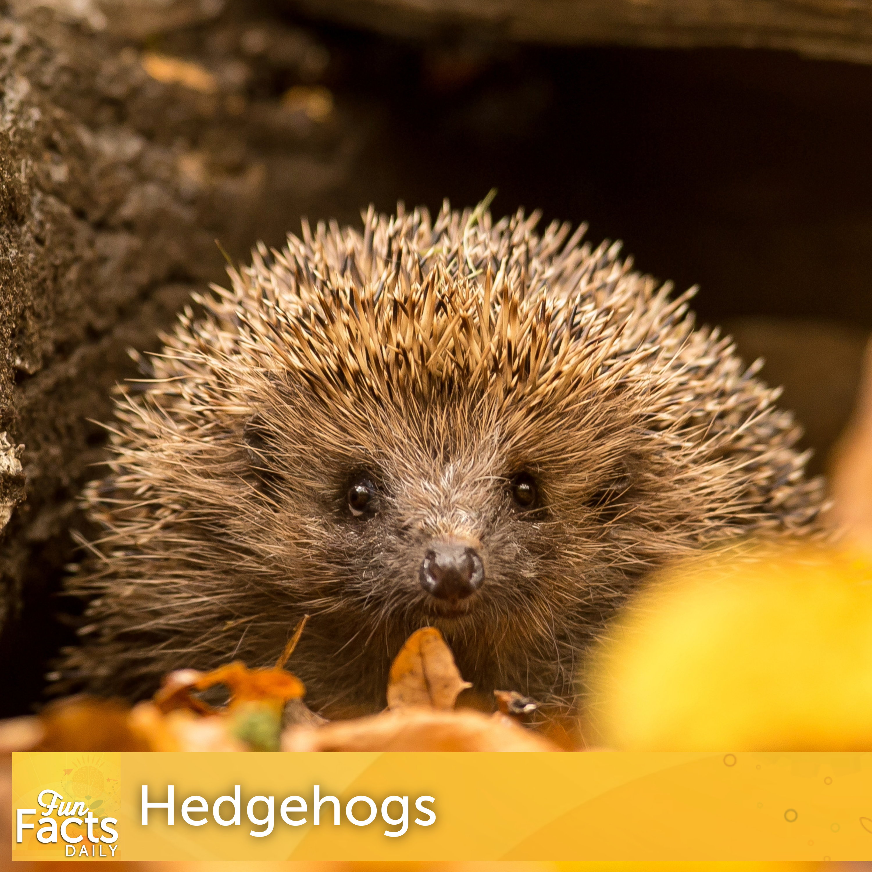 Fun Facts About Hedgehogs