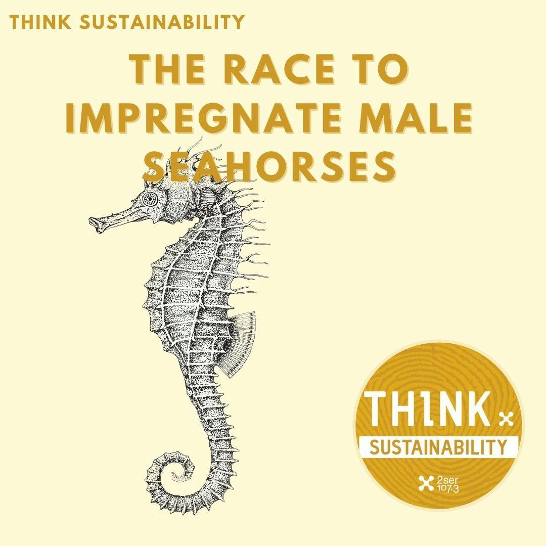 The race to impregnate male seahorses
