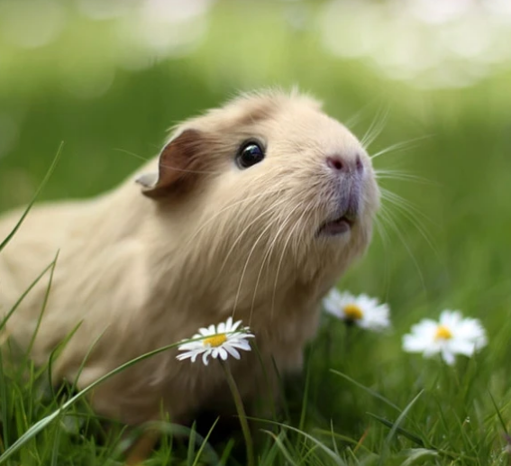 From Andean Mountains to Your Living Room: Guinea Pigs