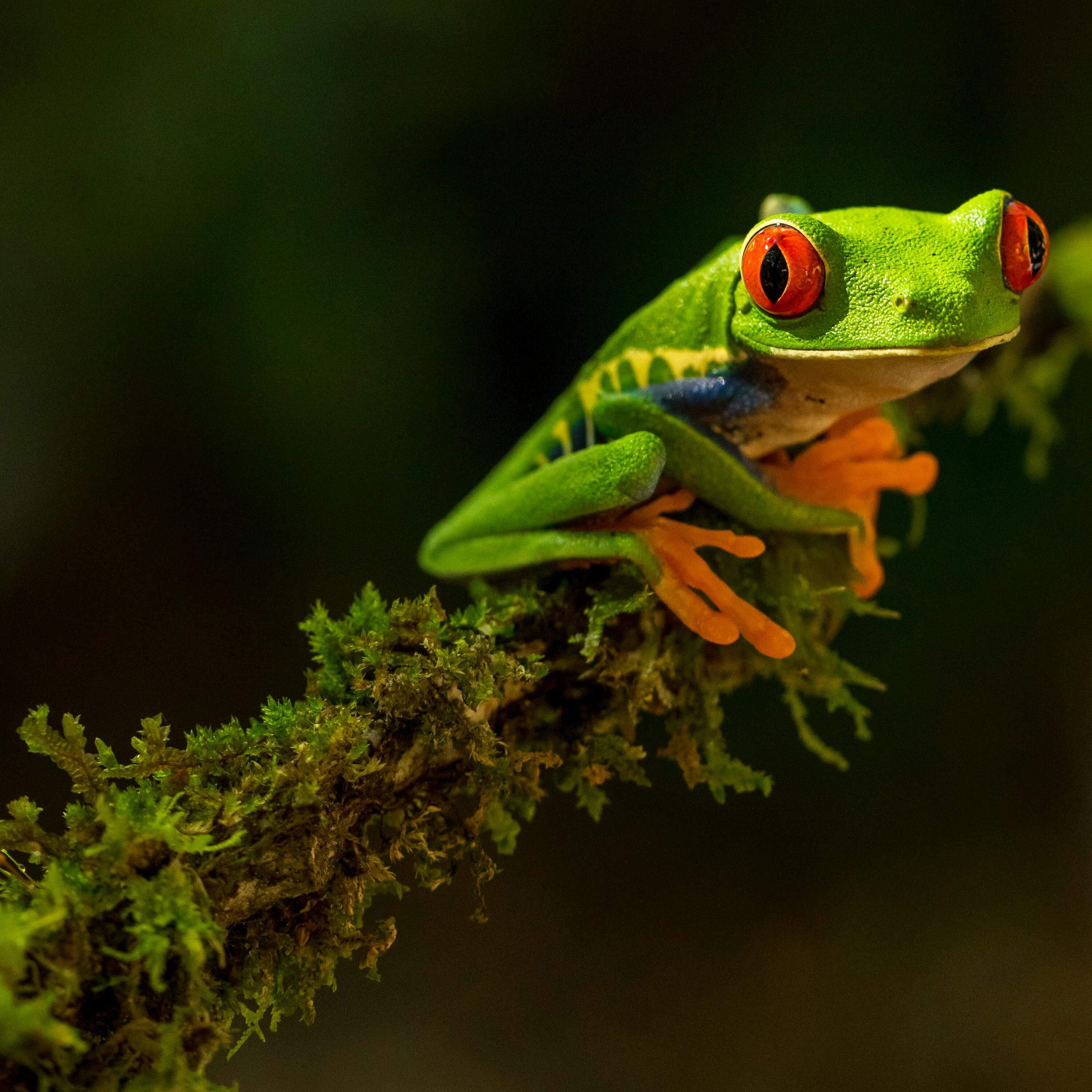 Ep. 324: Build A Frog Pond