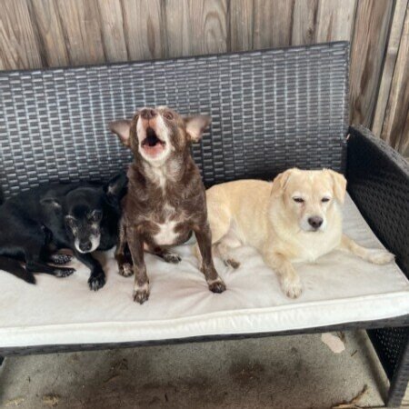 Orange and Black SoccerCast