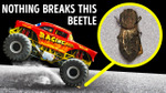 Not Even a Car Can Squish This Strong Bug