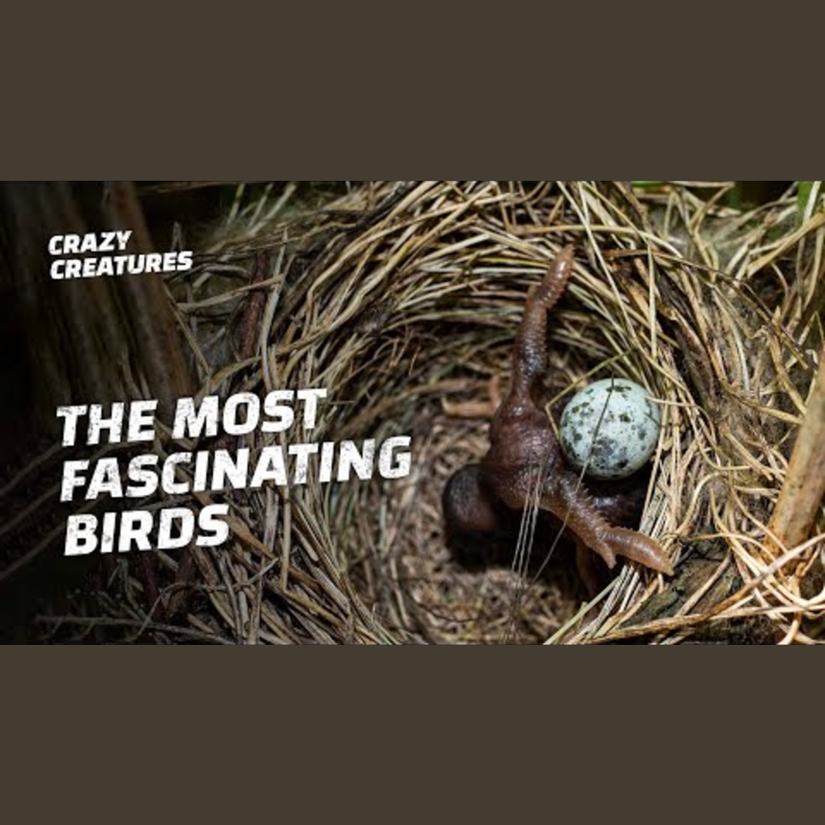 Discover the World's Most Astonishing Birds episode artwork