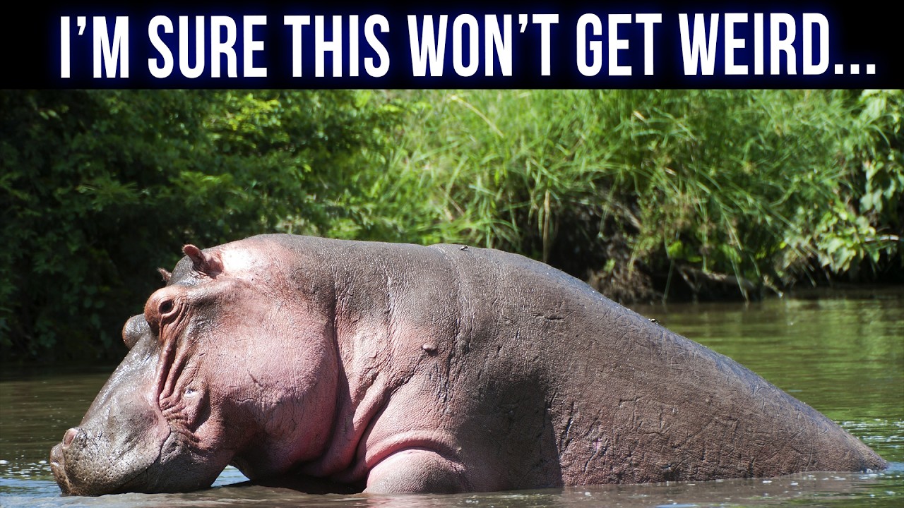 The Weird, Wacky, and Hilarious World of Animal Mating