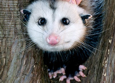 Cose Molto Americane - Gli animali americani sono tutti pucciosi