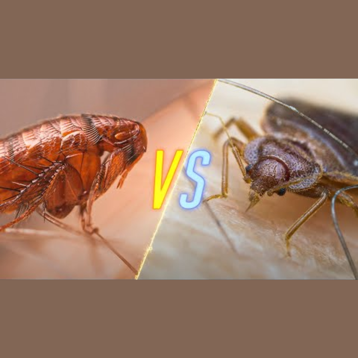 Fleas vs Bed Bugs episode artwork