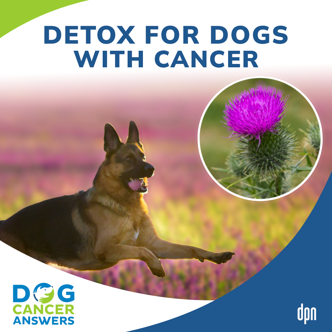 milk thistle for dogs with liver cancer