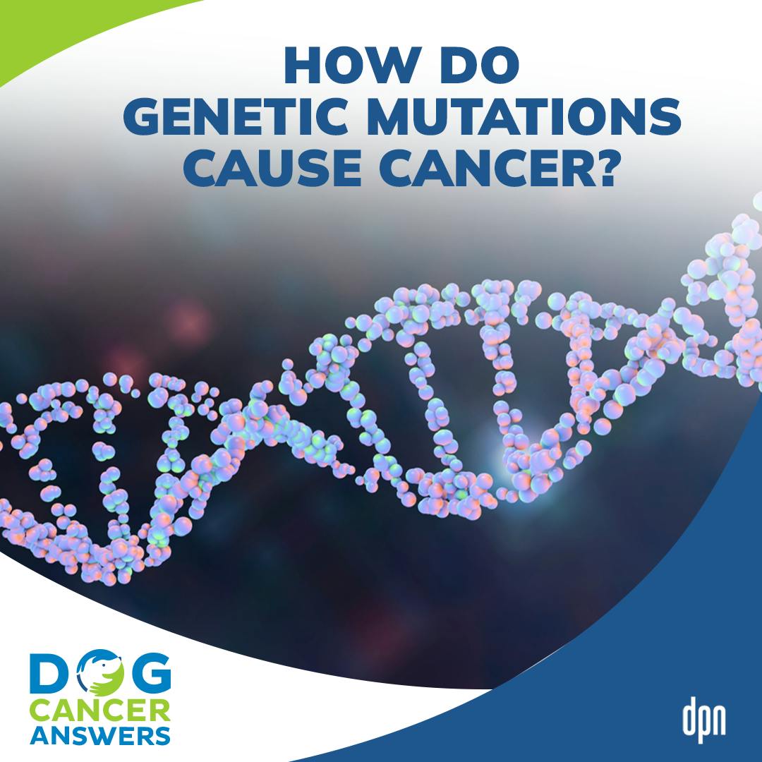 How Do Genetic Mutations Cause Cancer? | Dr. Charlotte Hacker #224