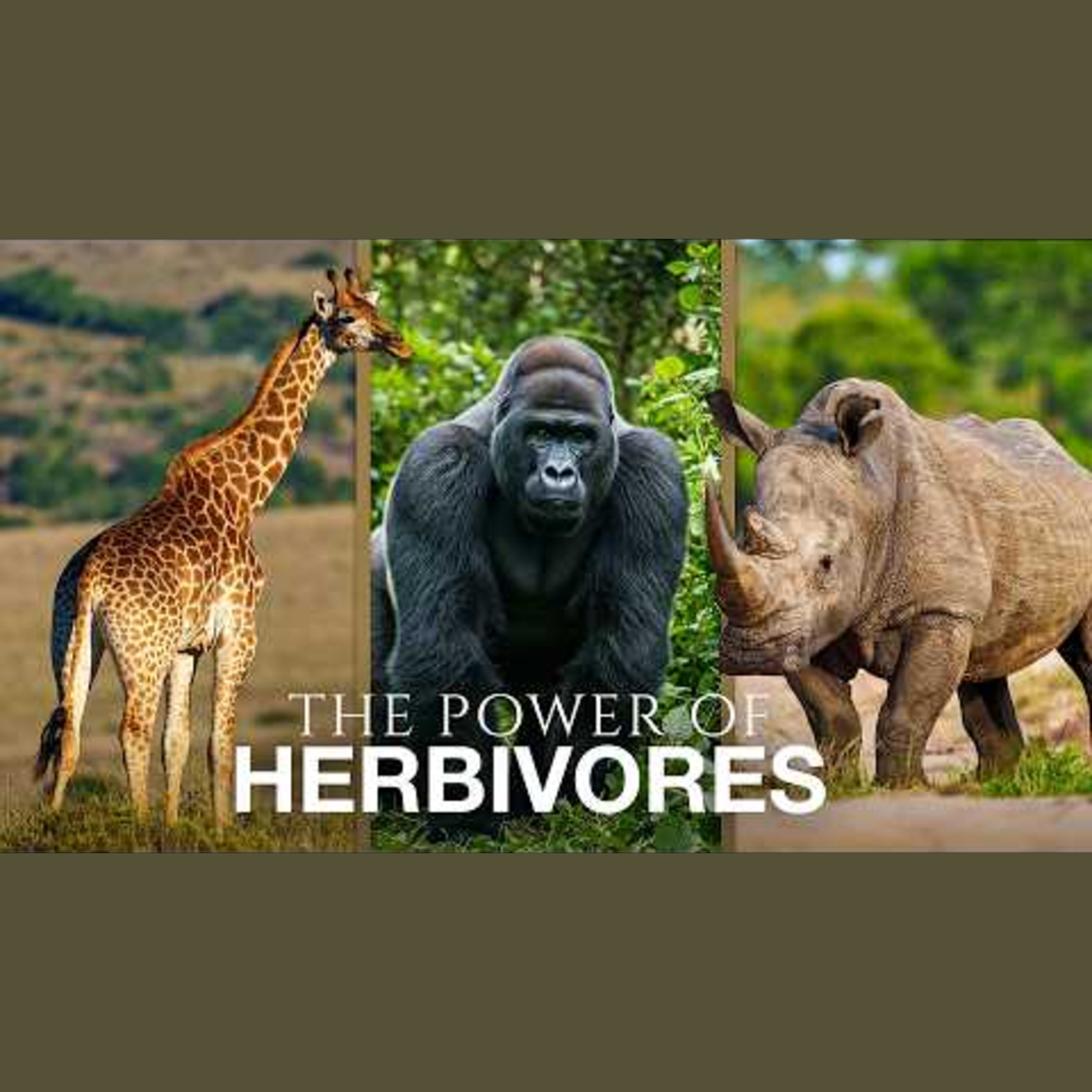 Survival Tactics of Africa's Iconic Herbivores episode artwork