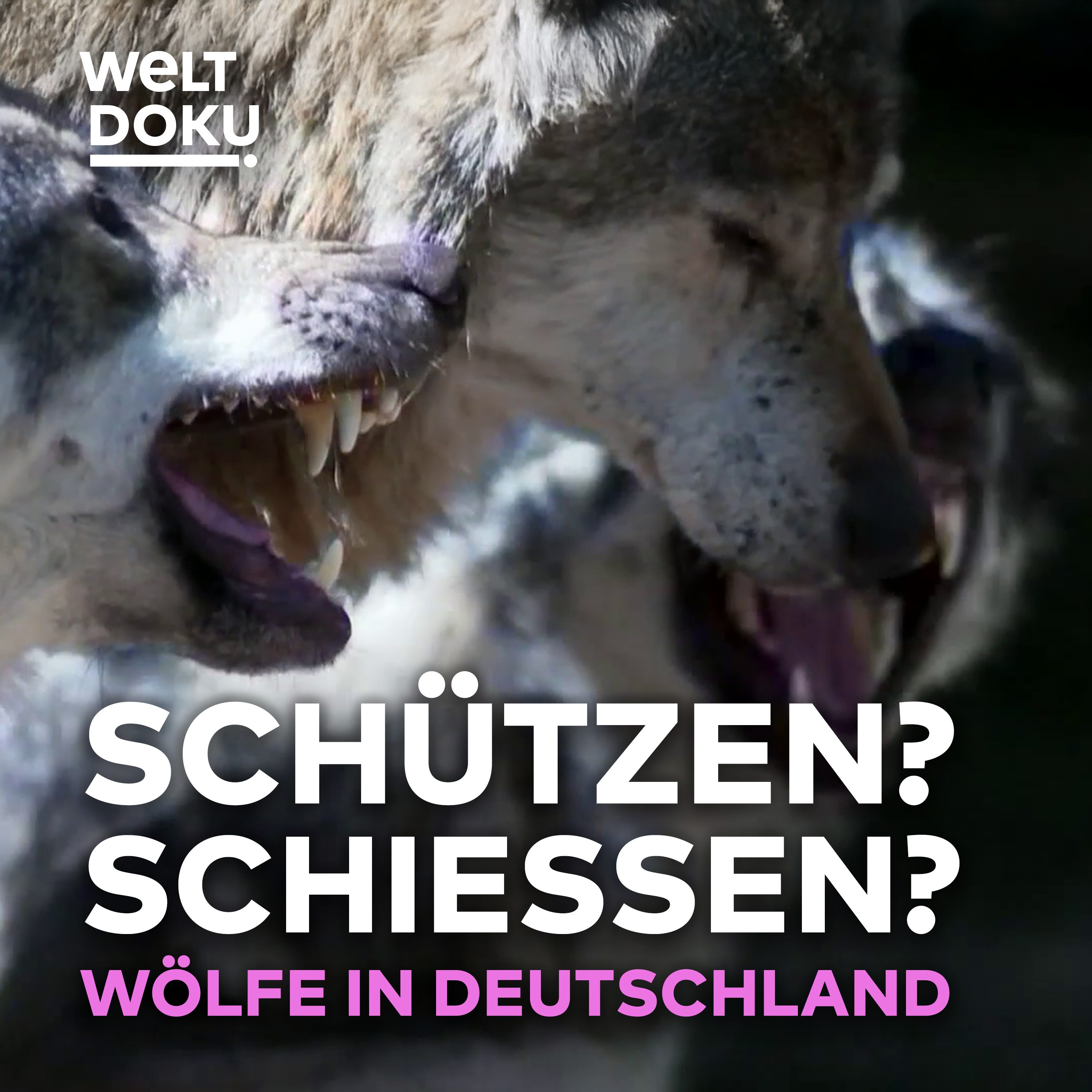 SCHÜTZEN ODER SCHIESSEN? Das Märchen vom guten und bösen Wolf – TEIL 2 episode artwork