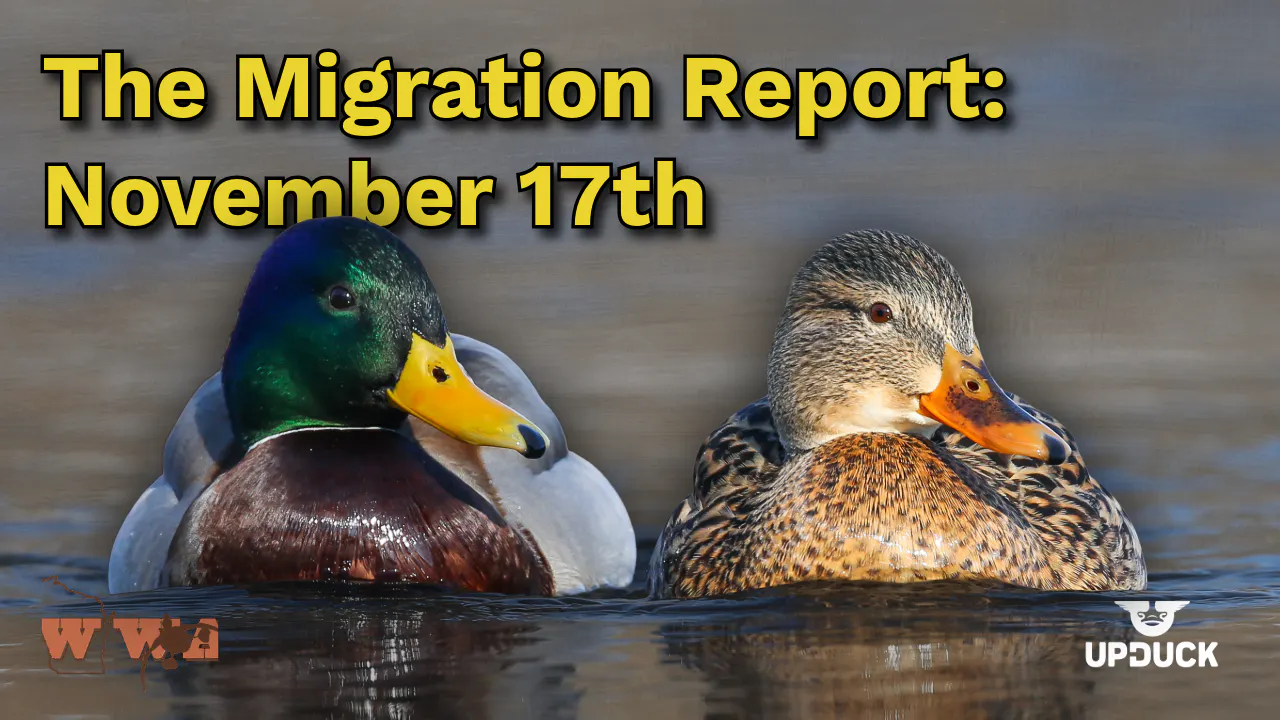 Migration Report: November 17th Migration Report: November 17th